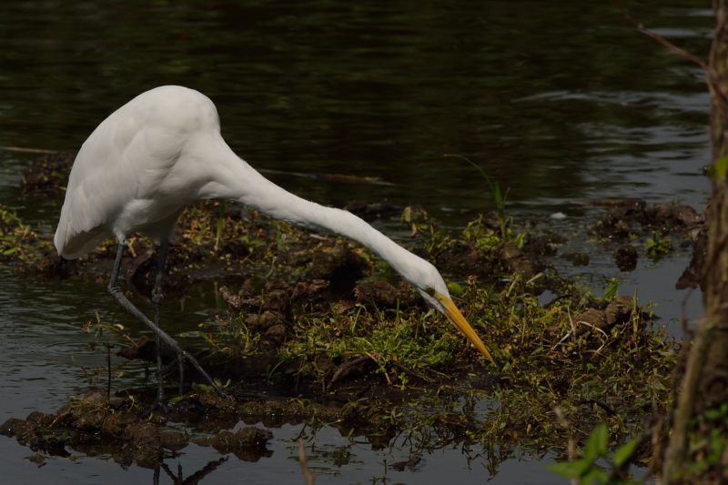 Grote Zilverreiger